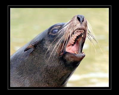 Barking Seal