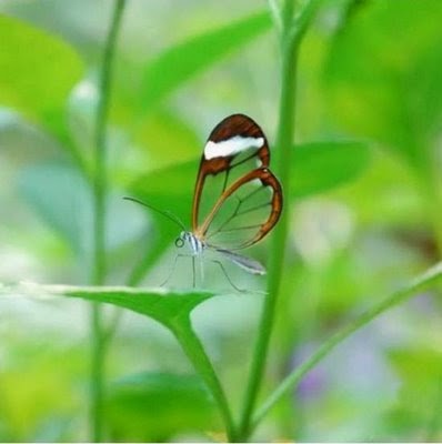 [transparentbutterfly10-9.jpg]