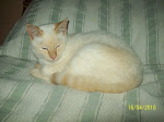 SIAMES RED TABBY POINT JOVEN