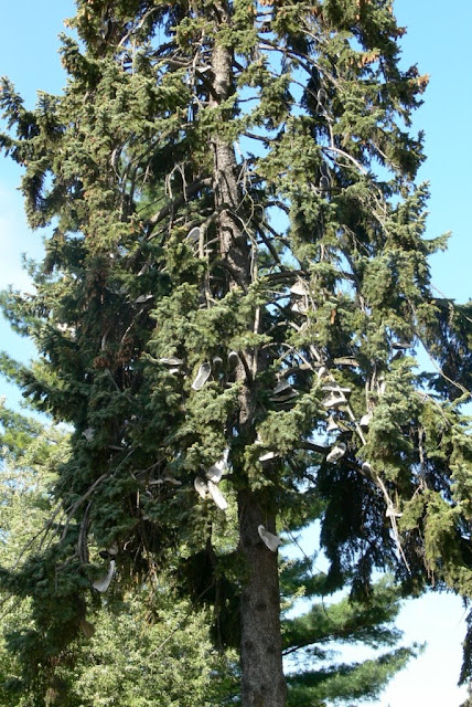 Strom - Keckovník