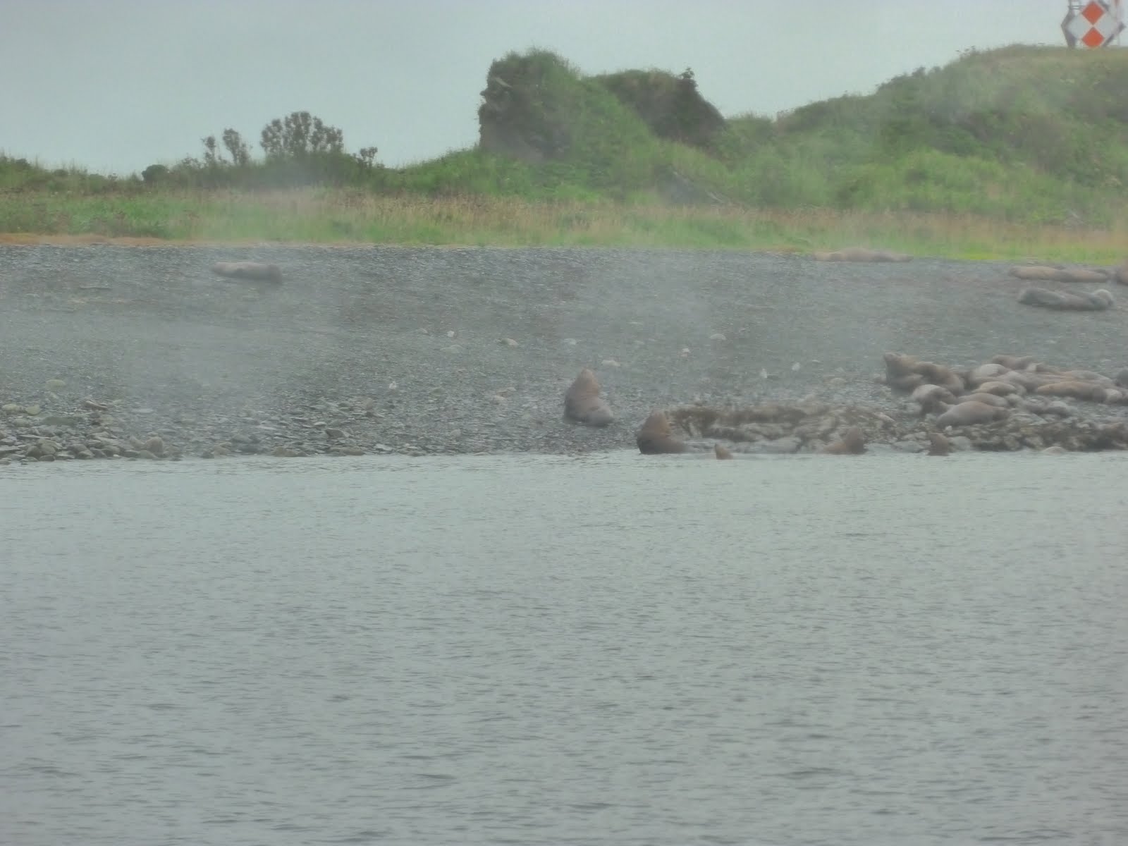 Alaska Inside Passage Sea lions on Shelter Island in Auke Bay