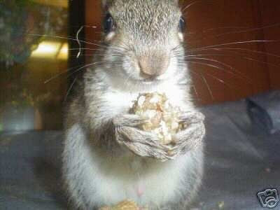 Fat Baby Squirrel