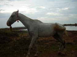 Cruelty towards horses