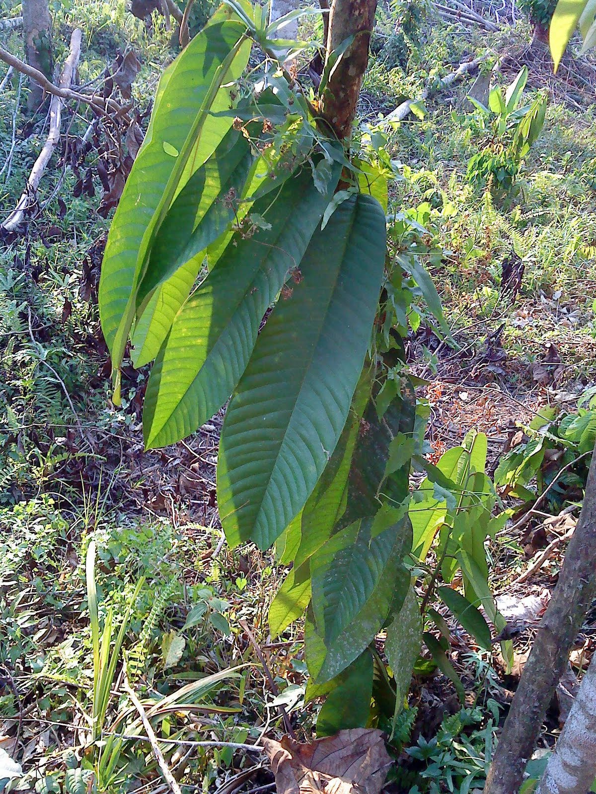 Kayu Tas