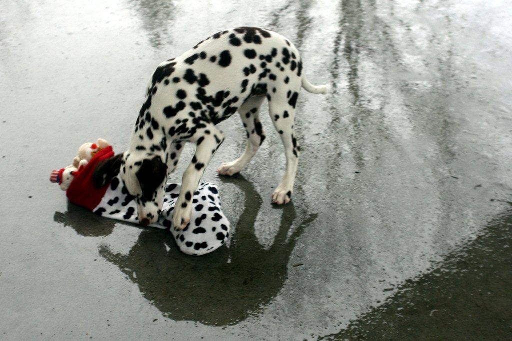 A to Z Dalmatians Lessons How to Open Your Christmas Stocking