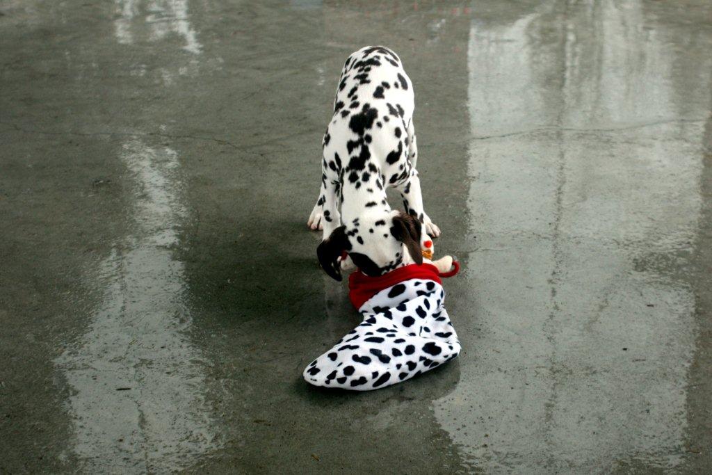 A to Z Dalmatians Lessons How to Open Your Christmas Stocking
