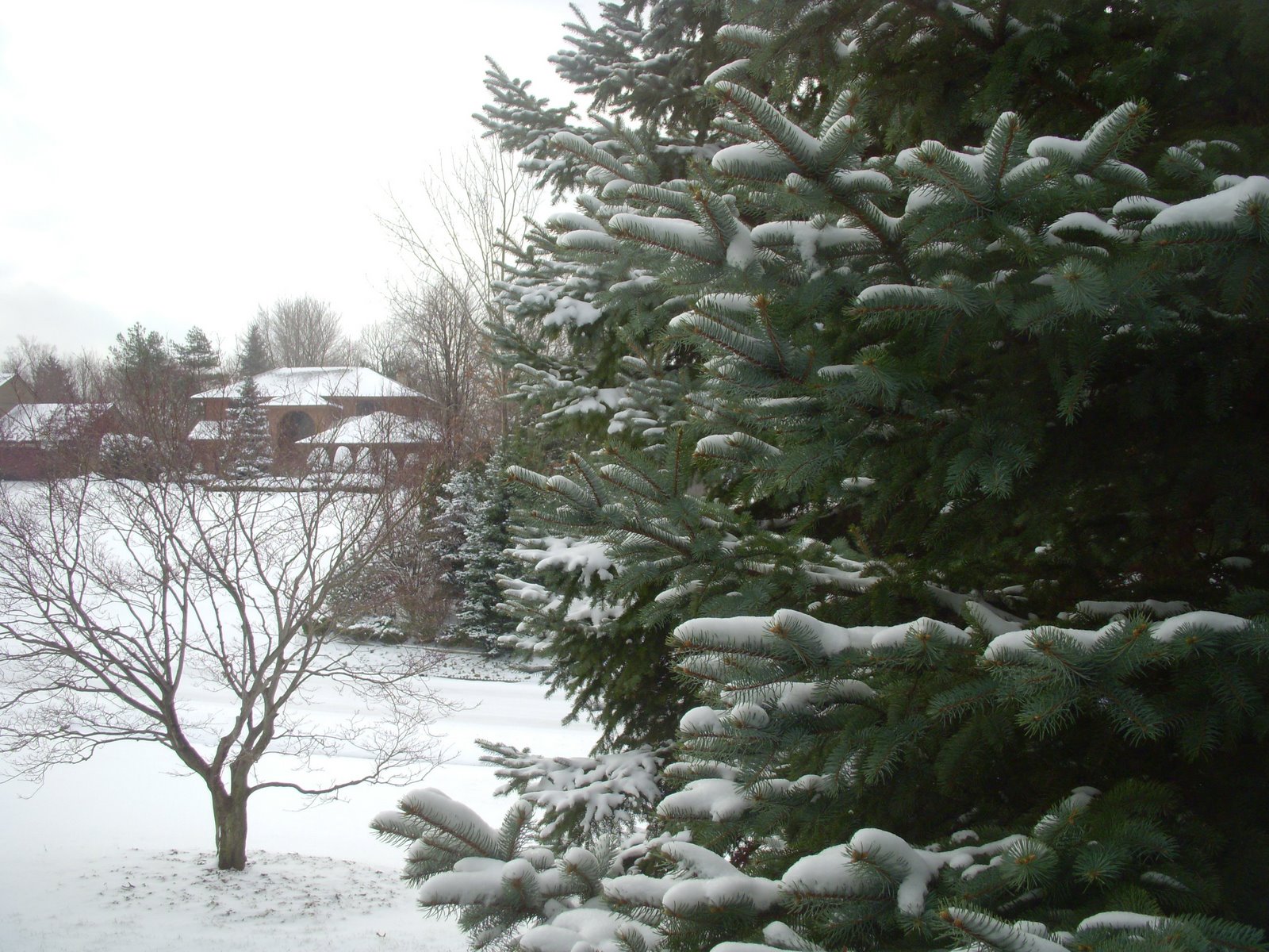 [Snow+on+the+trees.JPG]