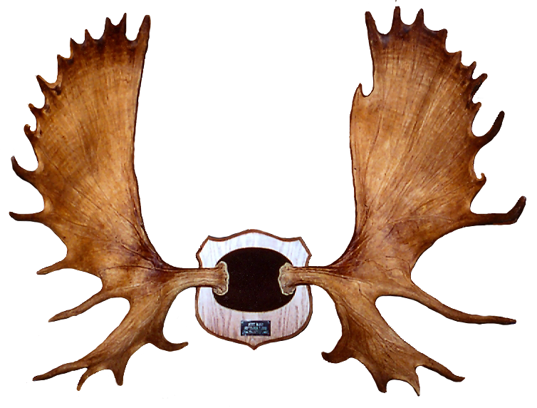 Lone Star Antler & Horn Custom Mounting Moose Rack Exhibit B