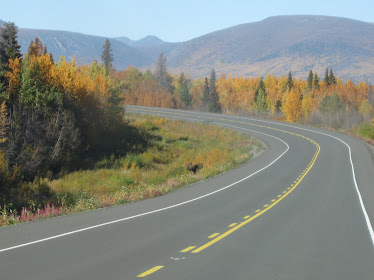 Bull moose in the Yukon