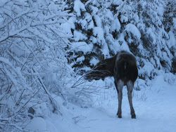 Moose on the Trail -- Again?!
