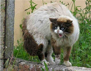 Katzen Kultur