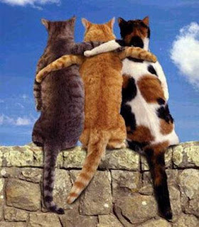 http://4.bp.blogspot.com/_WbpOA8XCLyU/TPsp5xERQZI/AAAAAAAAADE/MJGZQRlSrtQ/s1600/sahabat%2Bkucing.jpg