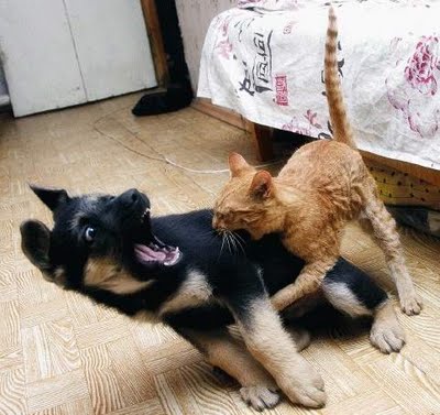 [cat_fight_dog.jpg]