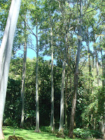 painted eucalyptus