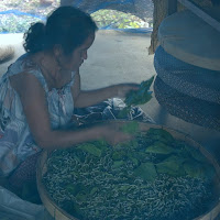 Raising silkworms in Northeast Thailand