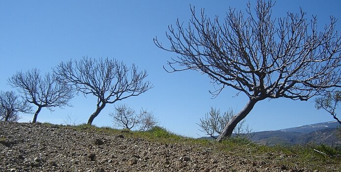Walking through orchards on the GR142 from Cádiar to Lobras with red-and-white paint marks on the fig trees - foto: casa rural El Paraje