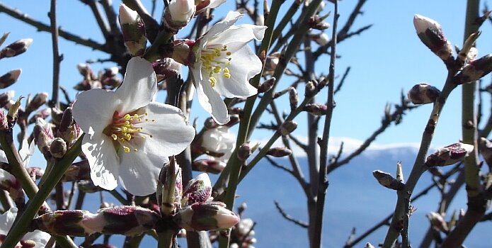 First almond blossom on Valentine´s Day - foto: Casa Rural El Paraje