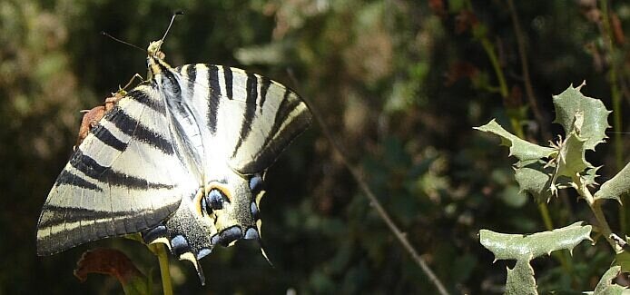 Iphiclides Podalirius - Scarce swallowtail - Koningspage - foto: casa rural El Paraje