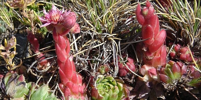 Sempervivum minutum or Sierra Nevada liveforever - foto: casa rural El Paraje