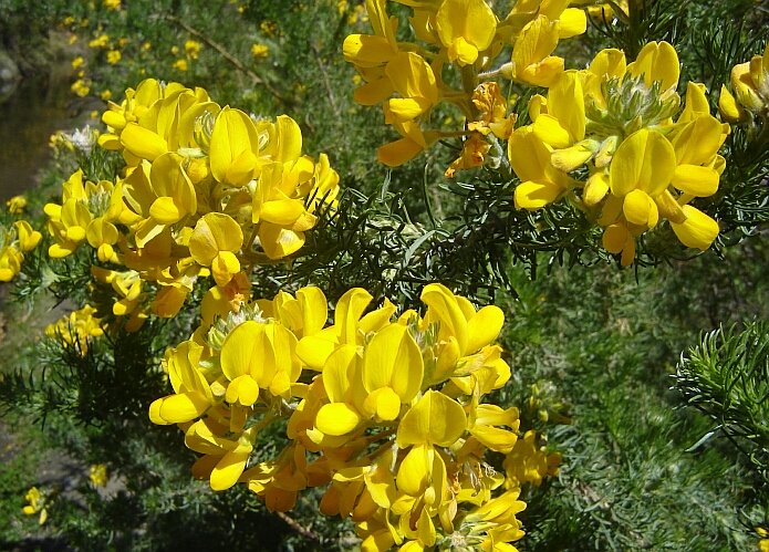 Adenocarpus Decorticans a plant that flowers in April on our finca - foto: casa rural El Paraje