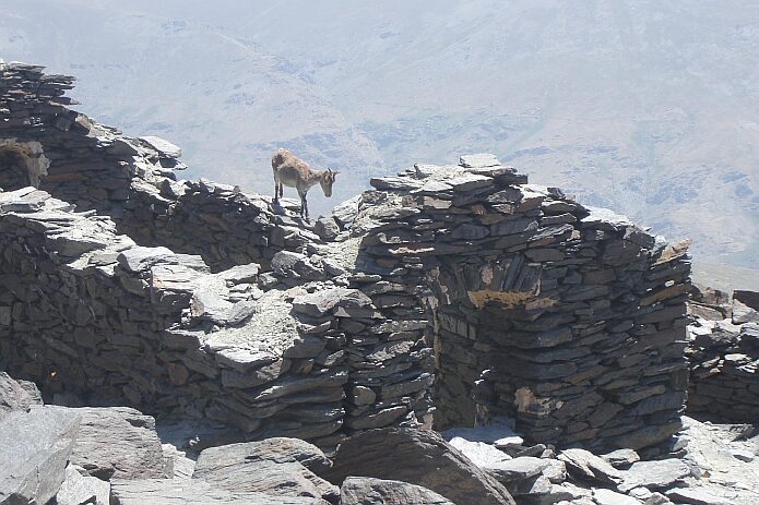 Mountain goat on the ruined hermitage ´Ermita de la Virgen de las Nieves´ on the top of the Mulhacén - foto: casa rural El Paraje