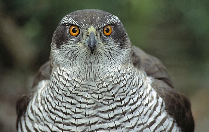 Goshawk, Bird of the Day of the third Alpujarran bird census - photo: www.ter.nl