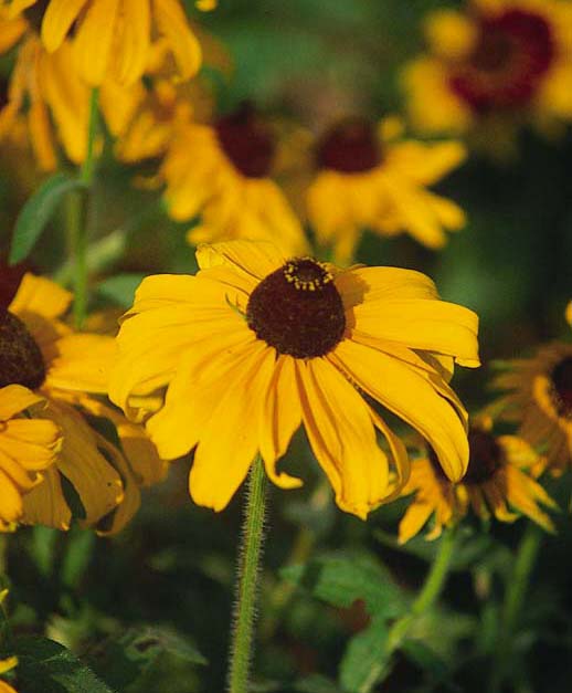 Herbal Medicine Box: Medicinal Herbs: Black-Eyed Susan Herbal Medicine Box: Medicinal Herbs: Black-Eyed Susan