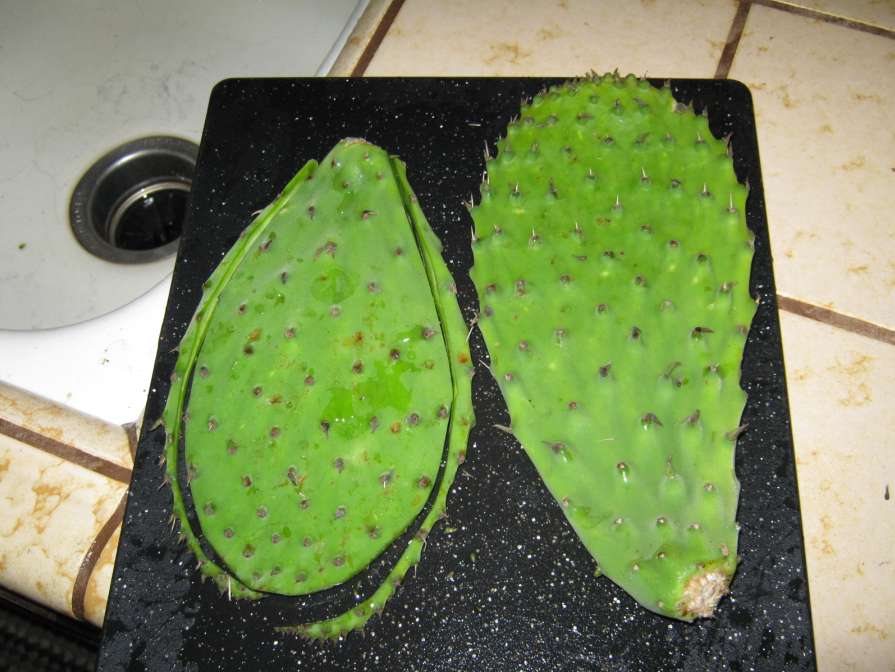 edible cactus