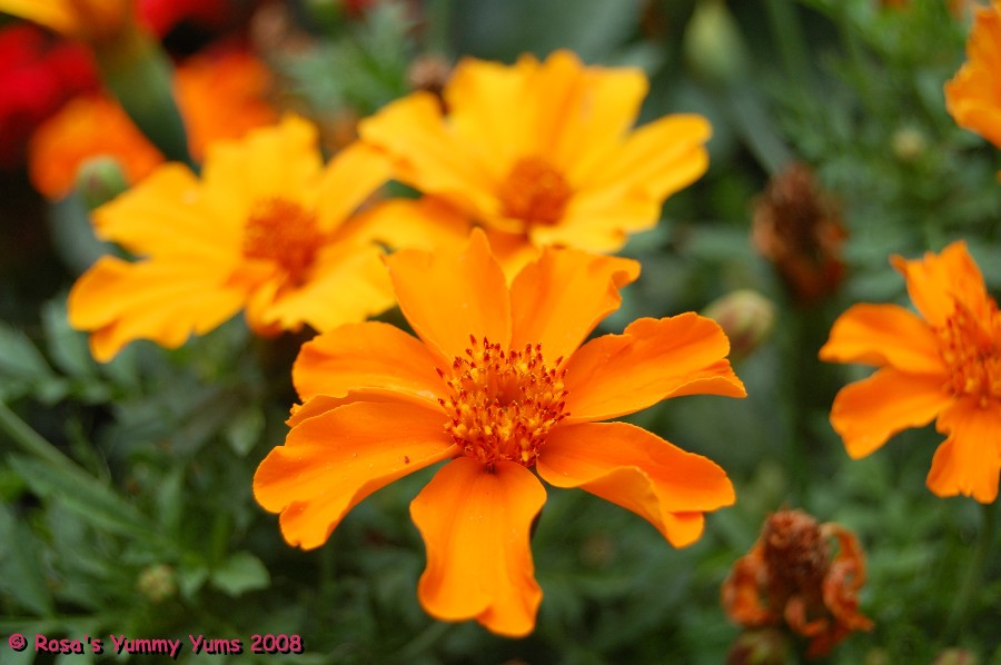 [Orange+Flowers.JPG]