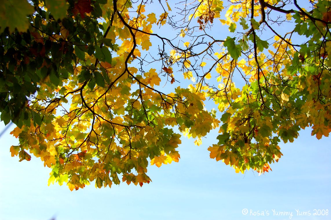 [Fall+5.jpg]