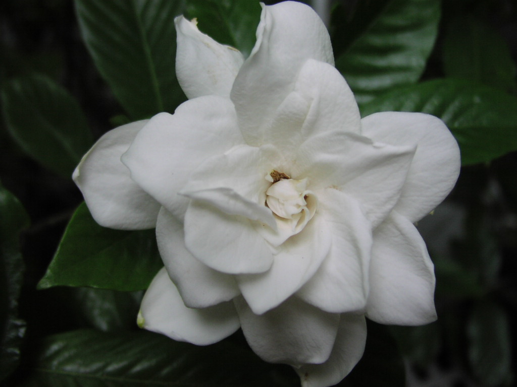 [gardenia1.JPG]