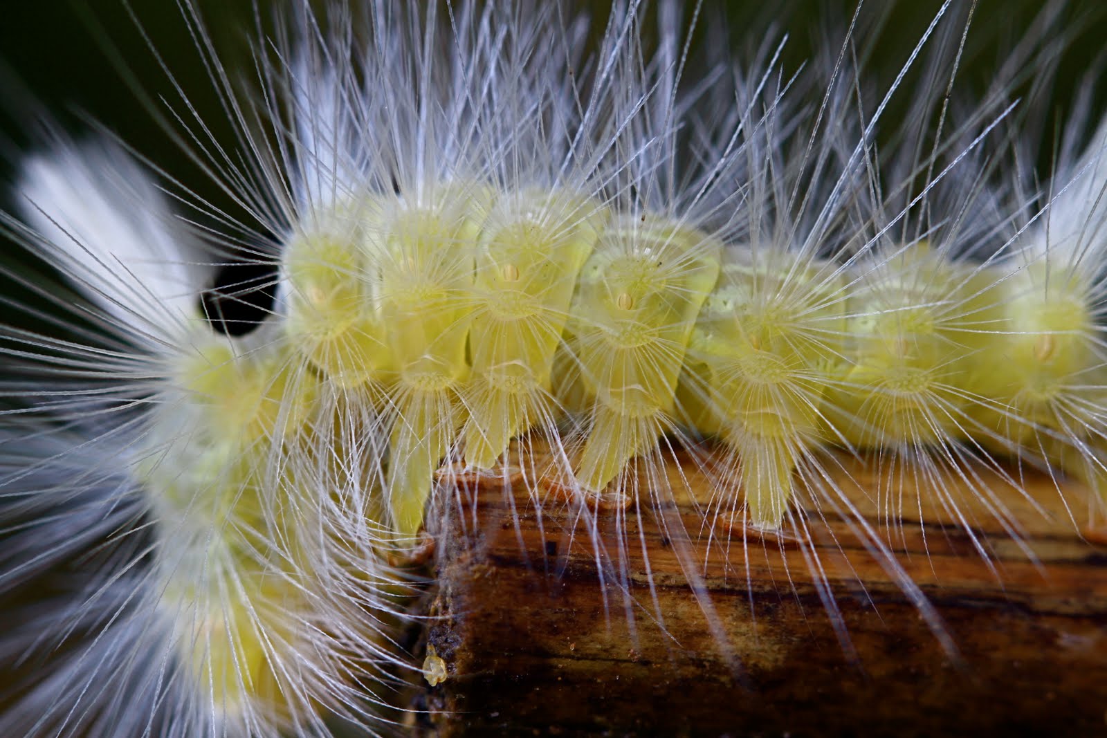 into the wild yellowhair caterpillar