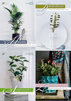 Planta del mes