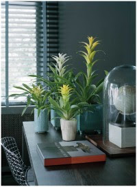 Planta de mayo