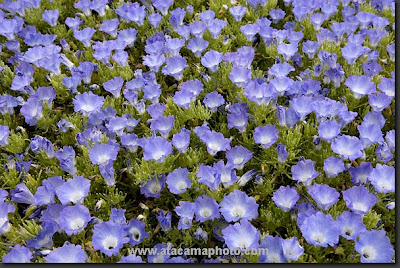Flores del desierto