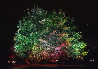 Iluminar un jardín