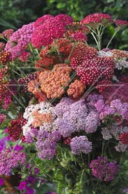 Imagenes plantas