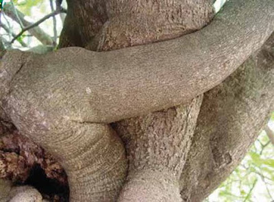 La erótica en el jardín