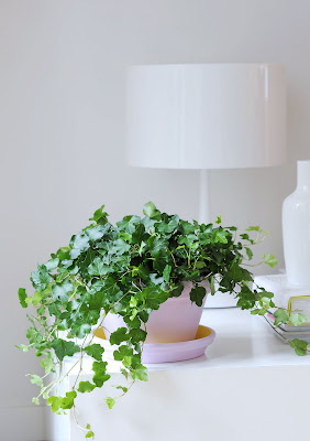 Plantas