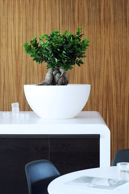 Ficus Benjamina
