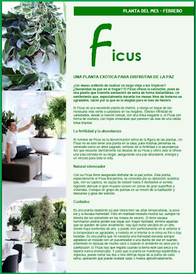 Ficus