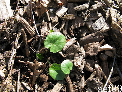 Heart shaped leaf weed