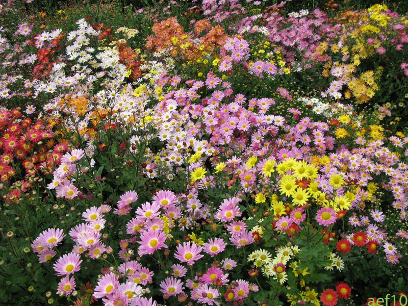 arborboy The Korean chrysanthemums of Central Park's Conservatory