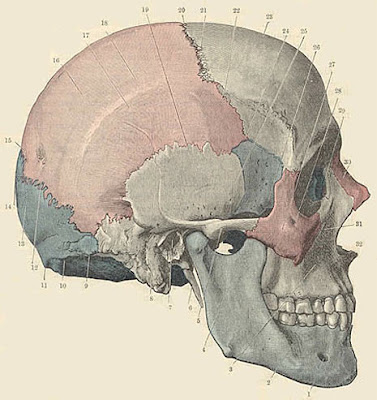 Historia mundial de la anatomía en imágenes | rehabilitacionymedicinafisica