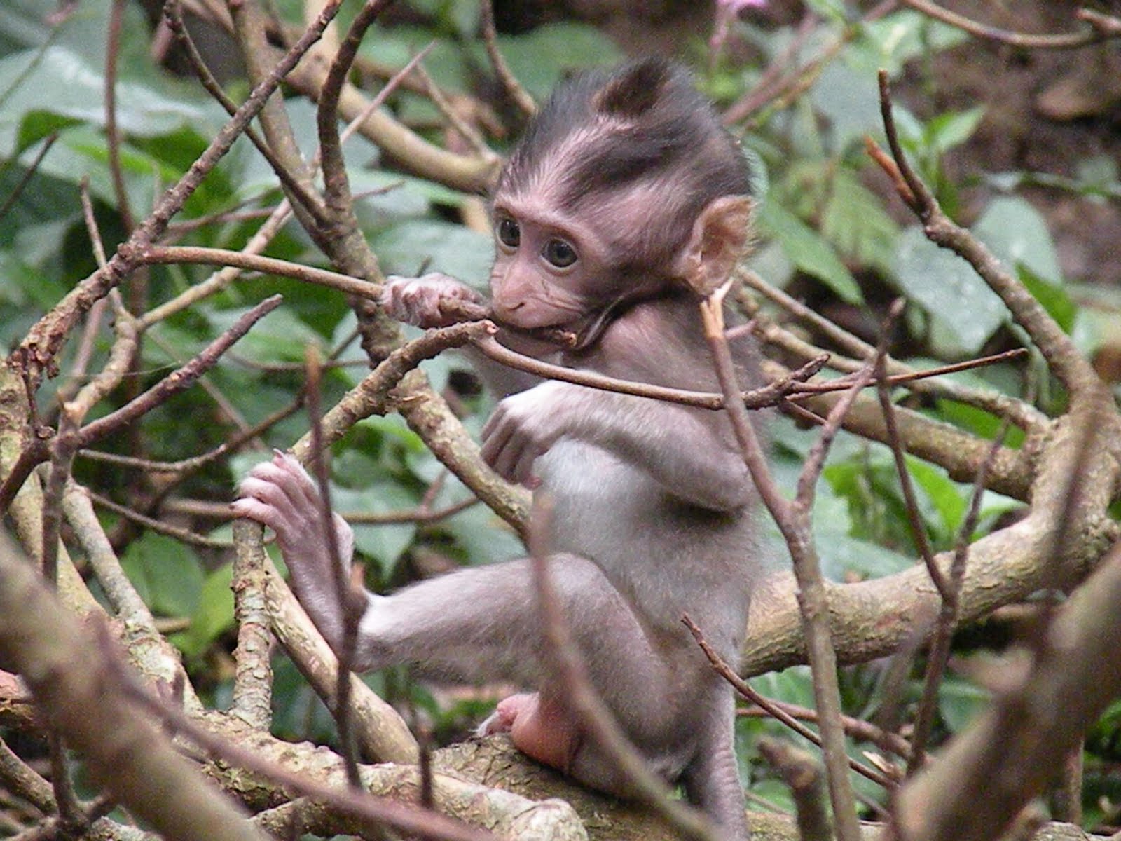 [Baby+monkey+in+the+treees.JPG]