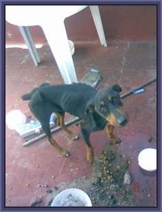 [doberman]