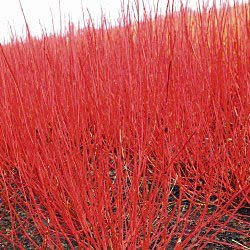 Red+twig+variegated+dogwood+bush