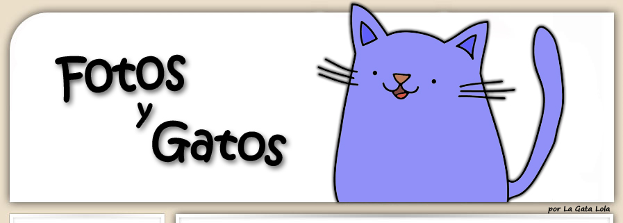 Fotos y Gatos