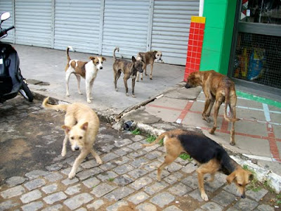 Você gostaria de ajudar eles: