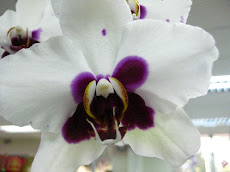 Elegance Orchid...